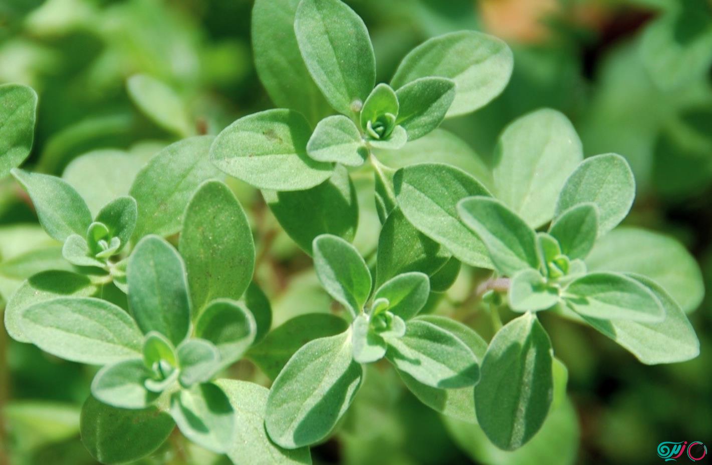 مرزنجوش چیست؟ 15 خواص مرزنجوش برای درمان بیماری