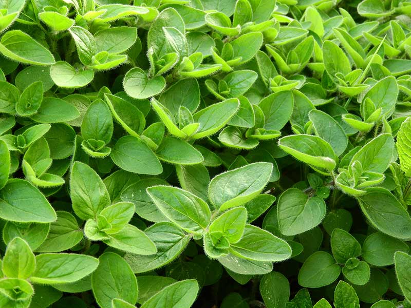 کالری مرزنجوش