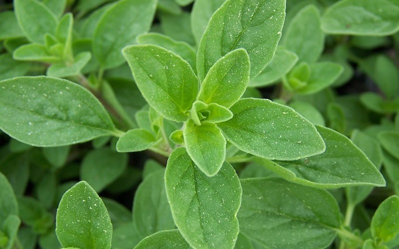 مرزنجوش برای سرماخوردگی