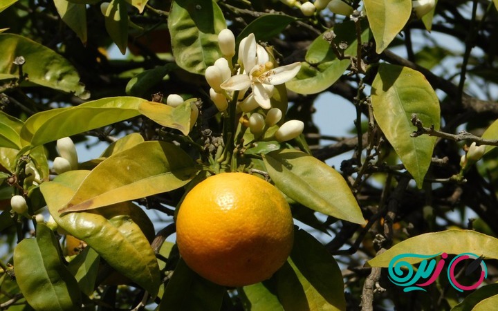 عرق بهار نارنج