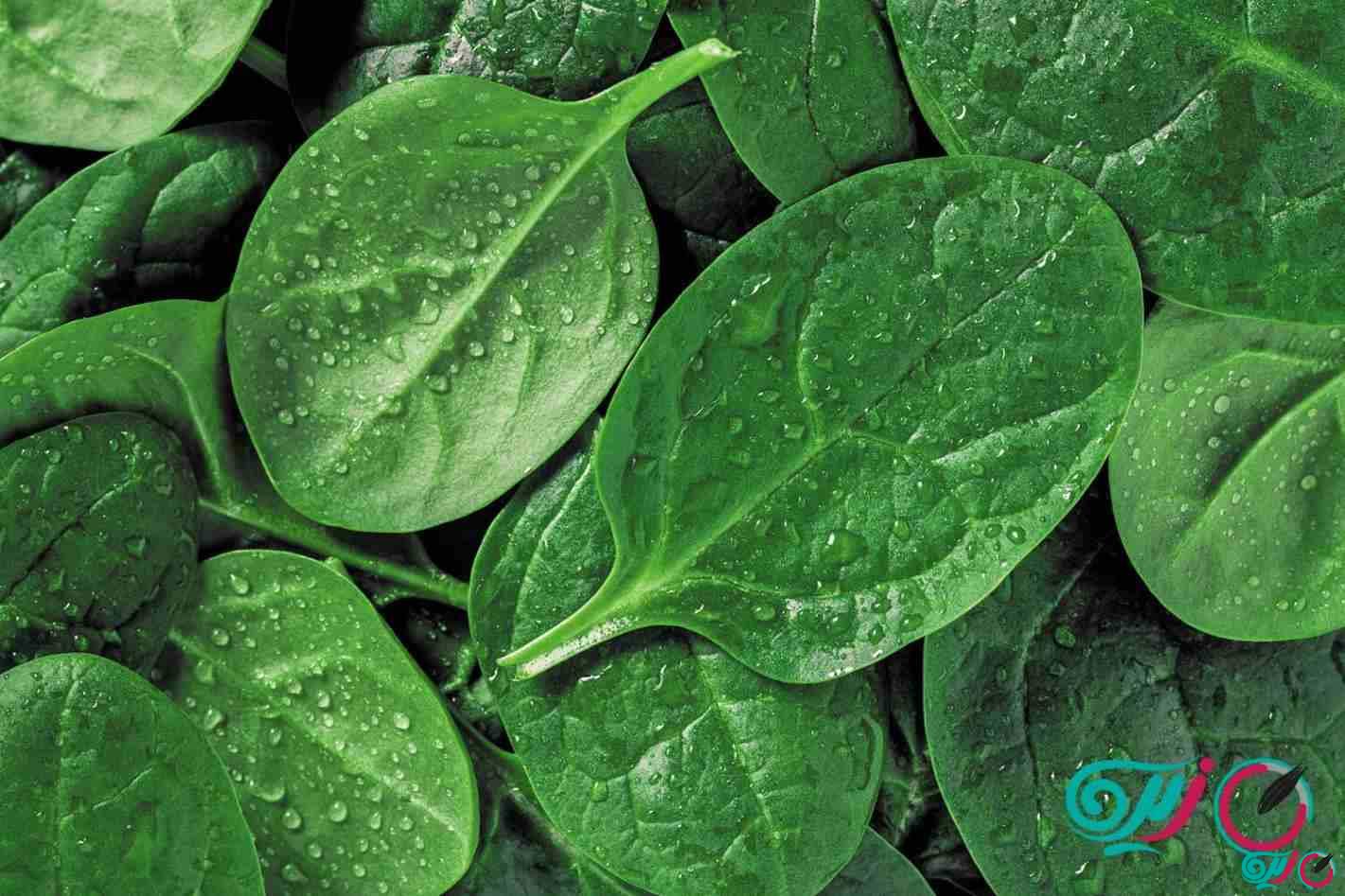 از خواص خارق العاده اسفناج چه می دانید؟