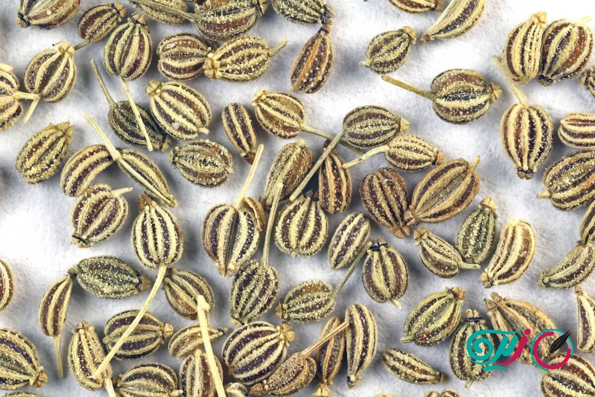 عرق زنیان چیست