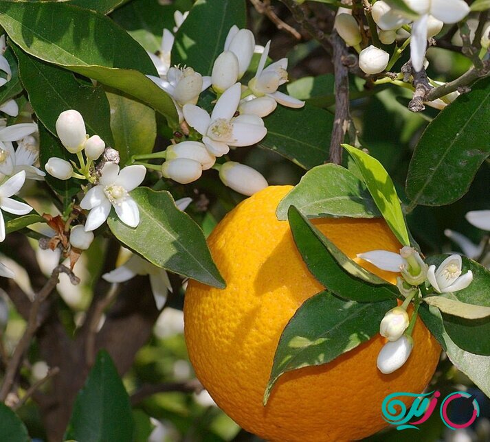 خواص عرق بهار نارنج