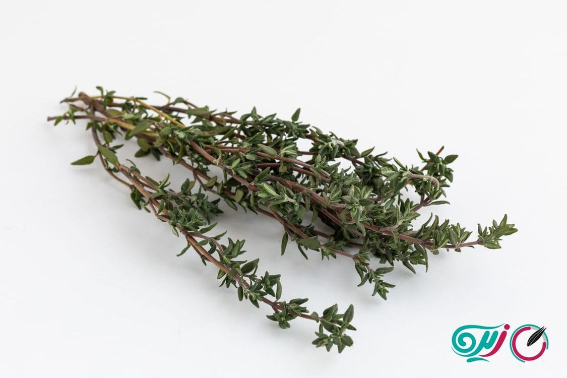 آویشن برای عفونت ریه